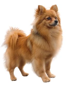 dog bersapet