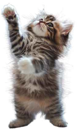 cat bersapet