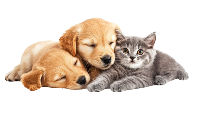 cats-dogs-being-friends