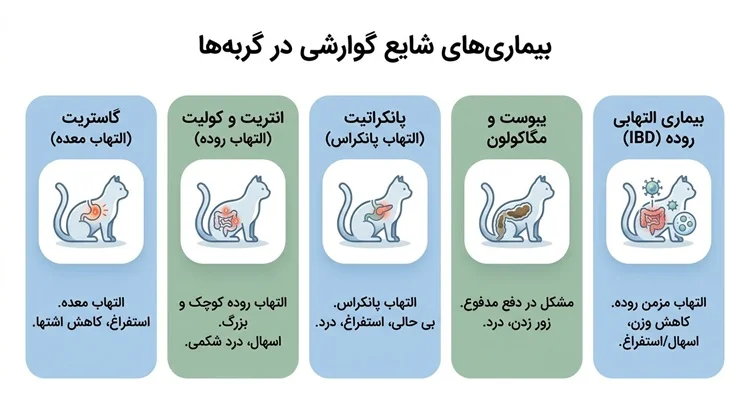 اینفوگرافیک پزشکی در مورد بیماری_های شایع دستگاه گوارش گربه_سانان. بیماری که شامل گاستریت، انتریت و کولیت، پانکراتیت، یبوست و مگاکولون