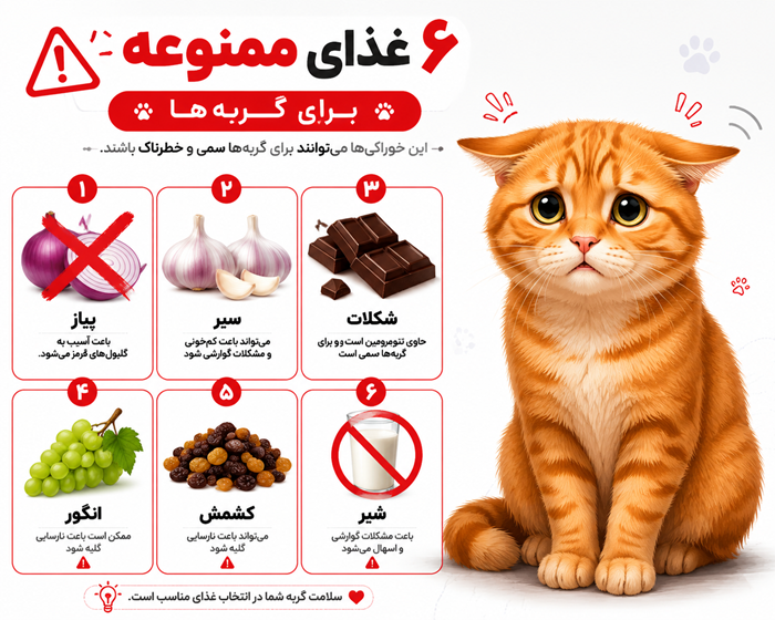 مواد غذایی سمی و ممنوع برای گربه: پیاز، سیر، شکلات، انگور، کشمش و شیر معمولی