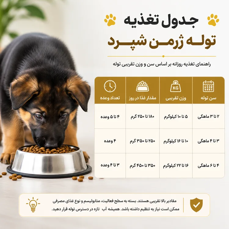 جدول تغذیه توله ژرمن شپرد ۲ تا ۶ ماهگی مقدار غذا و تعداد وعده - برسا پت
