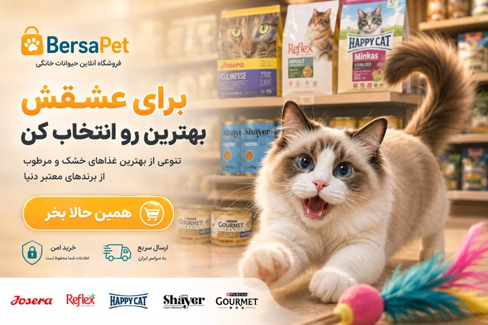 خرید بهترین غذای خشک و مرطوب گربه از فروشگاه آنلاین برساپت برای گربه شاد و سالم