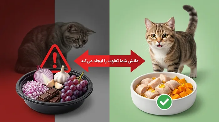 مقایسه غذای خانگی سالم و ناسالم برای گربه؛ یک کاسه غذای متعادل در کنار یک کاسه حاوی پیاز، سیر و شکلات به عنوان مواد سمی