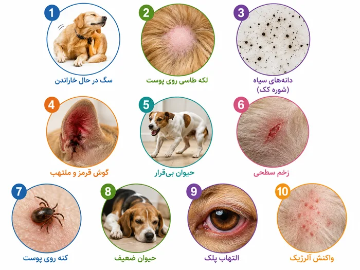 علائم انگل خارجی در سگ و گربه - خارش شدید، ریزش مو، التهاب گوش، قرمزی پوست