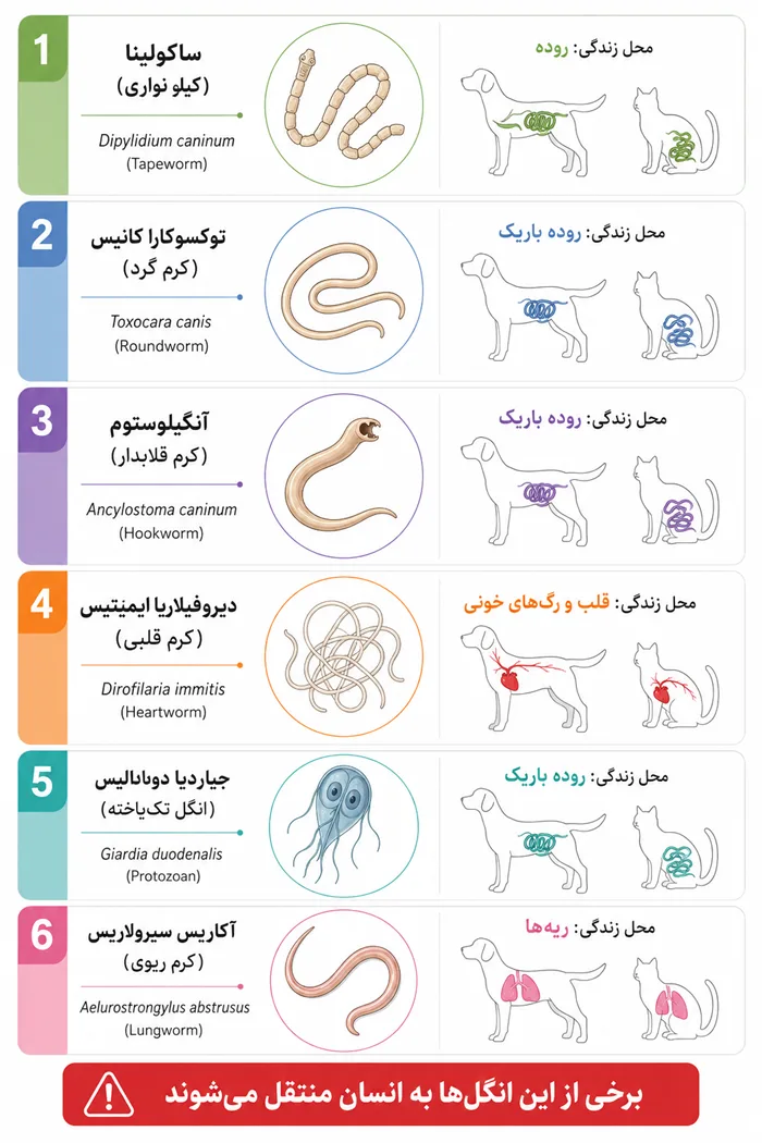 انواع انگل های داخلی سگ و گربه - کرم گرد، کرم نواری، کرم قلابدار، کرم شلاقی، ژیاردیا، کرم قلب