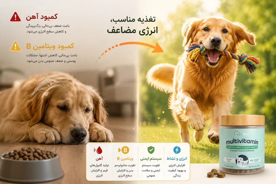 بی‌حالی و خستگی در سگ؛ نشانه کمبود آهن و ویتامین‌های گروه B