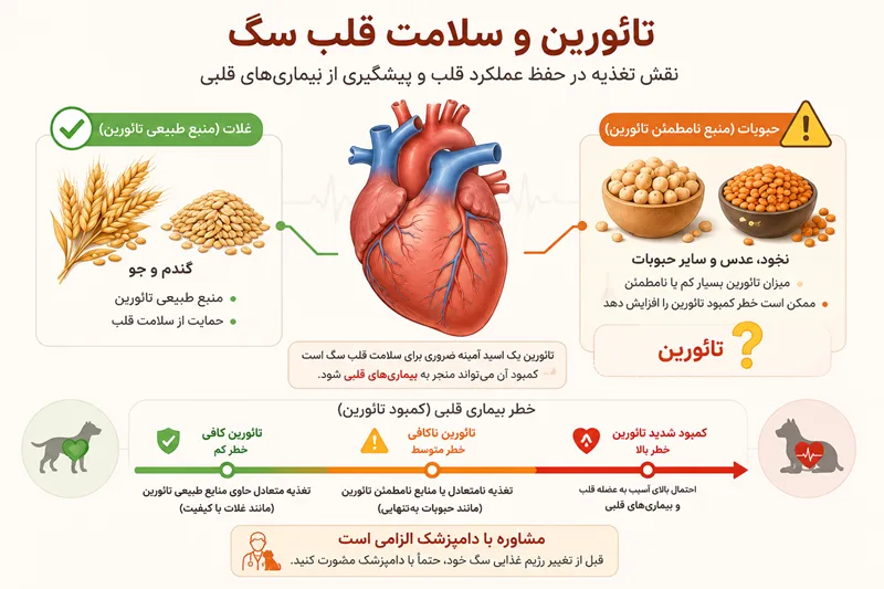 هشدار جدی ارتباط غذاهای بدون غلات سرشار از نخود و عدس با بیماری قلبی DCM در سگ ها
